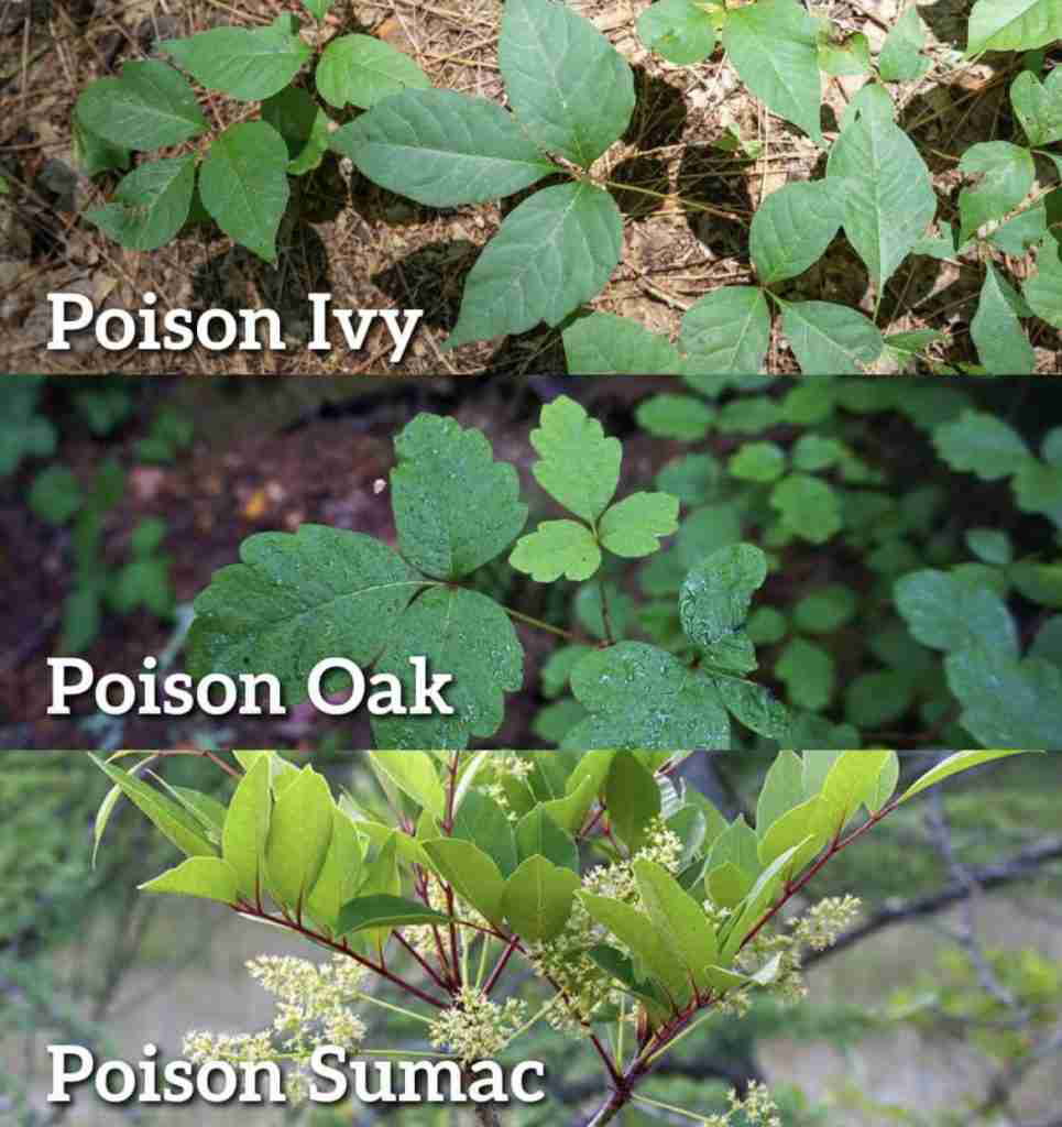 The Log Home Guide to Poison Ivy, Sumac, and Oak - CK Log Homes